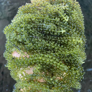 Uvas de Mar Deshidratadas de Vietnam, Alga Marina Verde Seca de Primera Calidad para Uso en Alimentos Saludables - Product Image 1