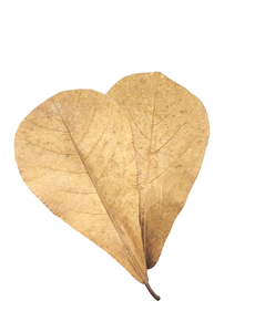 Feuilles d'amandes indiennes écologiques pour aquarium, usage quotidien, lot de 20, 19-25 cm (7,5-9,8 pouces) pour Noël - Product Image 1