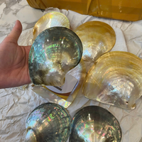Grande coquille flexible en provenance du Vietnam pour des événements portables et des services de restauration 99 Gold Data Co