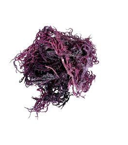 Musgo Marino Natural de Alta Calidad, Variedad Irlandesa Cruda para Postres y Sopas, Venta al Por Mayor al Mejor Precio - Product Image 3