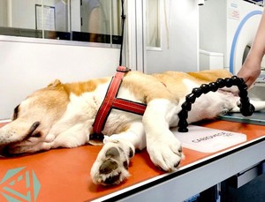 ลูกบอลอ้างอิงรังสีเอ็กซ์สำหรับศัลยกรรมกระดูก ขนาดเส้นผ่านศูนย์กลาง 25 มม. สำหรับสัตว์ ทำจากสแตนเลส อุปกรณ์สัตวแพทย์ ใช้งานด้วยมือ ได้รับการรับรองมาตรฐาน CE - Product Image 3