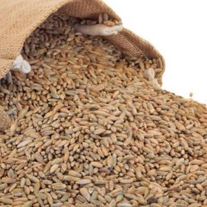 Blé à grains longs biologique naturel de haute qualité pour la production de farine, la transformation alimentaire, la pâtisserie et l'agriculture - Product Image 6