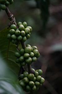 เมล็ดกาแฟเขียวคุณภาพพรีเมียม เวียดนาม คูลี โรบัสต้า ซิงเกิล พีเบอร์รี่ คาเฟอีนสูง จำหน่ายส่งสำหรับร้านค้าและผู้ค้าส่ง - Product Image 3