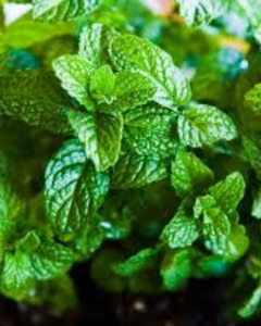 Hojas de menta secas de Vietnam – Naturales, sin aditivos, precio competitivo - Product Image 1