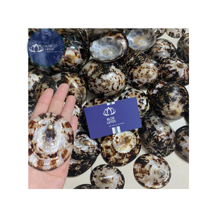 [VENTA EXITOSA] |   Material de Conchas de Limpet Azules Trituradas |   Para la Producción de Posavasos de Resina, Manualidades DIY, Vietnam - Product Image 2