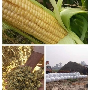 หญ้าหมักข้าวโพดสีเหลืองแบบเป็นชุดใหญ่สำหรับฟาร์มปศุสัตว์เชิงพาณิชย์ หญ้าหมักข้าวโพดสดสำหรับวัวนมและผู้ซื้ออาหารสัตว์ - Product Image 2