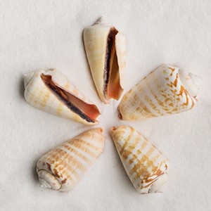 Mejor oferta de conchas marinas naturales al por mayor, conchas de caracol limpiadas para manualidades y decoración - Product Image 2