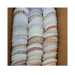 Coquilles de pétoncle naturelles pour décorations de mariage et arrangements décoratifs de table - Product Image 3