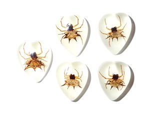 Spiny <b>Spider</b> Real Specimen <b>Plastic</b> Cabochon Heart 17x21 mm Glow Flat Bottom for Crafts and Jewelry Making - Product Image 5