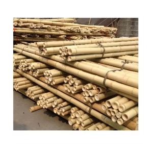 BEST SELLING Strong Bamboo Stake Ideal <b>For</b> Tomato Staking And Vine Training Durable Wood Texture <b>For</b> Sustainable Agriculture - Product Image 5