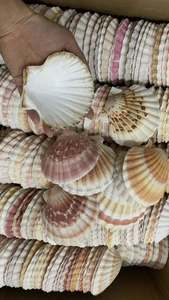 Coquilles de palourde naturelles du Vietnam, nettoyées et colorées, tailles variées, pour projets d'artisanat, décoration intérieure, décoration de fête, bijoux et vente au détail - Product Image 2
