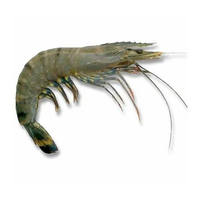 Crevettes Royales Surgelées de Qualité Supérieure, Vente en Gros, Approvisionnement en Vrac, Qualité Alimentaire, Prêtes à Expédier, Fournisseur d'Exportation de Première Qualité