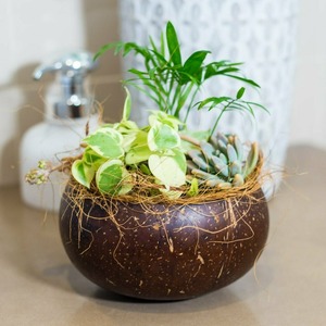 Fournitures de jardin pots de fleurs pour mini fleurs en pot décor de maison suspendu en coquille de noix de coco pot naturel - Product Image 5