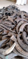 Vente en gros de cornes de buffle brutes 100% naturelles non polies, matériau en corne solide de style animal pour l'artisanat, la sculpture et la fabrication