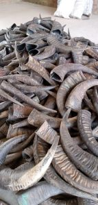 Wholesale Raw Water Buffalo Horns – 100% Natural Unpolished Solid Horn Material for <b>Crafts</b>, Carving & Manufacturing - Product Image 4