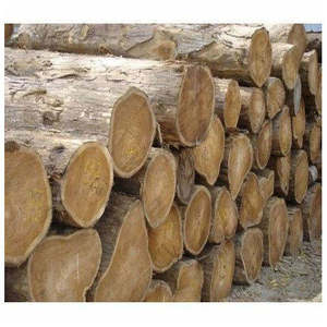 Troncos de Madera de Teca Redondos, Madera de Primera Calidad, 32 m de Diámetro, Tanzania - Product Image 3