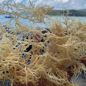 Alga Marina Kappaphycus Alvarezii (NORI) Seca Premium - Humedad 14% - Empaque en Bolsa Sazonada - Alta Calidad - Exportación de Vietnam - KIM MINH INTL - Product Image 3