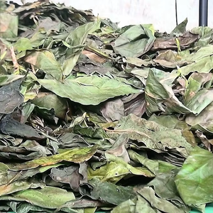 Hojas de Noni Liofilizadas al por Mayor, Hojas de Noni Verdes Secas, Hojas de Noni Secas 500 g, Alta Calidad ANGLE - Product Image 4