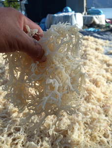 Alga Marina Cottonii de Alta Calidad de Vietnam, Material Marino Natural Seco para el Procesamiento de Carragenano, Espesante Alimentario, Suministro a Granel - Product Image 5