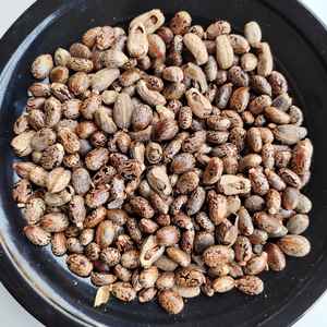 Ricino marrón indio de la agricultura India New Crop ECO Export con calidad cruda y bajo precio para la alimentación animal - Product Image 1