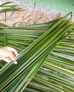 HOJAS DE COCO DE ALTA CALIDAD / DURADERAS, FLEXIBLES Y APTAS PARA USO TRADICIONAL E INDUSTRIAL - Product Image 1