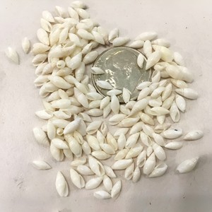 Perles de coquillages pour la création de bijoux, prix de gros, perles de coquillages naturelles, petites coquilles marines - Product Image 4