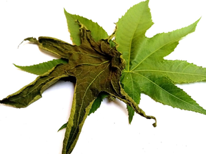 Feuilles de ricin en gros, feuilles de ricin séchées, feuilles de ricin violettes séchées, meilleur prix ANGLE - Product Image 4