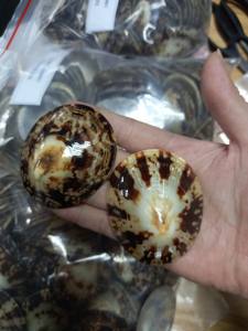 Concha de limpet ovalada natural de Vietnam para la fabricación de joyas, incrustaciones artesanales con superficie pulida de nácar iridiscente. - Product Image 4