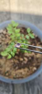 Spinelle rose naturelle facettée de forme ovale, provenant d'origine Mahenge - Product Image 6