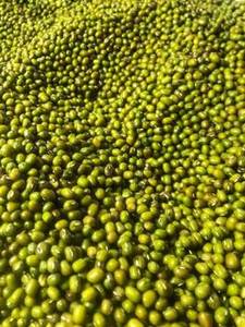 Indian Dried <b>Green</b> Moong Beans Whole Mung Pulses 24 Months Shelf Life From Gujarat for Global <b>Food</b> Ingredient Wholesale - Product Image 4