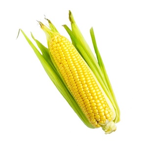 Maïs jaune, le plus récent - Product Image 1