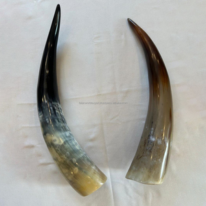 Cuerno de búfalo natural pulido a mano, par largo, para decoración del hogar y accesorios, cuerno de vaca vikingo para beber de alta calidad - Product Image 3