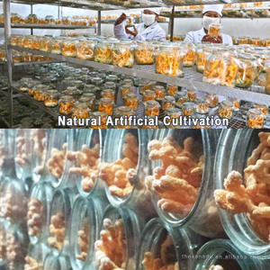 בתפזורת קורדיציפים mitaris פרחים ראש גדול מיובש כיתה העליון של פטריית מרפא פרמיה אורגנית תמצית/אבקה/בישול - Product Image 2