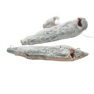 Marlín Rayado Congelado de Costa de Marfil, Pescado de Alta Calidad, Certificado ISO GMP HACCP, Directo de la Fuente, Venta al por Mayor - Product Image 3