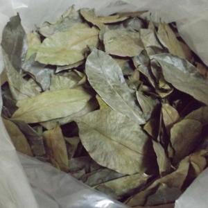 Feuilles de corossol séchées EXPAD 500g - Bonnes pour la santé et sûres à utiliser Infuser avec de l'eau chaude - Product Image 5