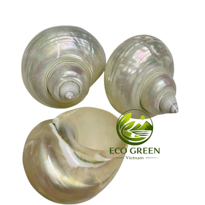 Coquilles Turbo Naturelles pour Crabes Ermites – Magnifiques Coquilles Polies de Remplacement pour Décoration d'Aquarium, Collection et Projets DIY - Product Image 1
