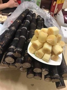 CANNE À SUCRE CONGELÉE DE QUALITÉ SUPÉRIEURE À PRIX BON MARCHÉ DU FOURNISSEUR VIETNAMIEN - Product Image 5