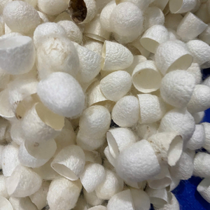 Coton de cocon de soie en gros pour la conception textile au Vietnam pour la fourniture de composants professionnels de quilting 99 Gold Data - Product Image 5
