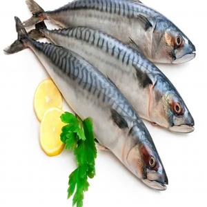 Pescado Macarela Congelado Fresco de Fábrica CREKS, Certificado KOSHER, Orgánico, Bajo en Sodio, IQF, Envasado al Vacío, Grado de Exportación, Sostenible, Cuerpo Entero - Product Image 5