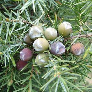 Aceite Esencial Cade |   Proveedor al por Mayor de Aceite de Juniperus Oxycedrus Premium, Fabricante de Marca Privada OEM - Product Image 5