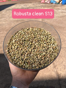 DHPONE Café Vert Robusta de Qualité Supérieure S13 Emballage en Vrac Direct Usine Gia Lai Vietnam 100% Robusta - Product Image 4