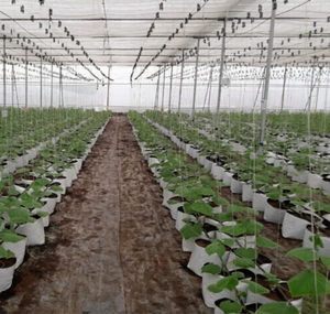 Structure de serre agricole avec filet d'ombrage pour la protection des cultures, utilisation en agriculture, contrôle des insectes, prix au mètre carré, fourniture - Product Image 5