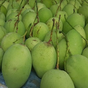 Mangues vertes fraîches en gros - Fruits tropicaux de haute qualité, douceur naturelle, prix compétitif // M. Tom - Product Image 4