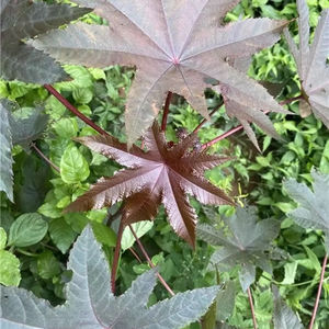 Feuilles de ricin en gros, feuilles de ricin séchées, feuilles de ricin violettes séchées, meilleur prix ANGLE - Product Image 1