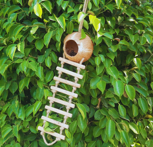 Coconut Shell Bird House with Animal Pattern for Living Room-High Quality Eco-Friendly Customized Packing From Eco2go Vietnam - Product Image 4