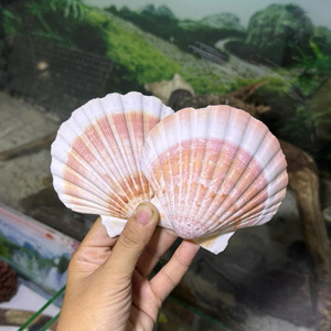Conchas de vieira pulidas, material de conchas marinas para decoración del hogar, manualidades y producción de souvenirs, proveedor de Vietnam. - Product Image 2