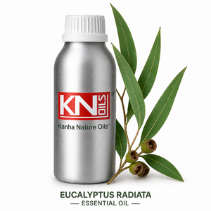 Aceite Esencial de Eucalipto Radiata 100% Puro, Destilado al Vapor, para Aromaterapia, Kanha Nature Oils, Grado Superior, Fabricante a Granel, Distribución Mundial - Product Image 1
