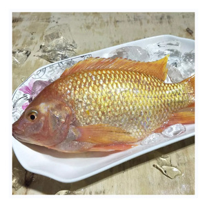 Nuevo Producto: Pescado Congelado, Pescado Fresco de Dorada Roja de 300-500g para Importadores de Mariscos, Dorada Negra Congelada de Alta Calidad - Product Image 1