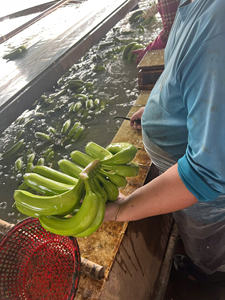 Bananes Highland Cavendish de qualité supérieure du Vietnam Récolte fraîche Douce et nutritive emballée pour les acheteurs en gros et au détail - Product Image 6