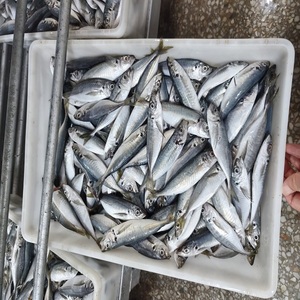 Maquereau frais de qualité supérieure, fruits de mer au goût naturel, idéal pour les restaurants, les marchés de détail et les repas quotidiens en famille - Product Image 3